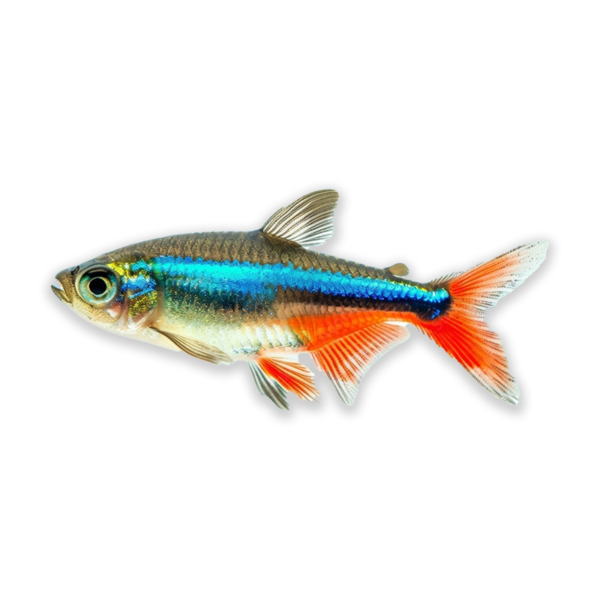 Tetra Fish